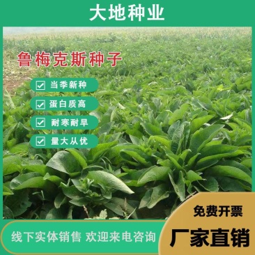 鲁梅克斯种子,俄罗斯饲料菜多年生牧草种籽猪牛羊鸡鸭鹅