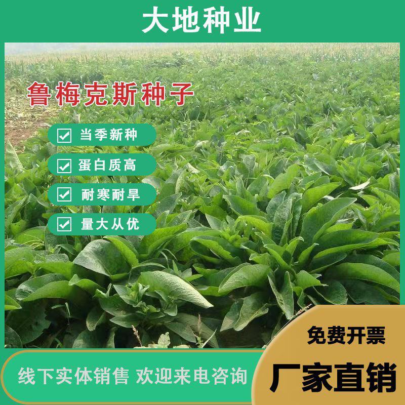 鲁梅克斯种子，俄罗斯饲料菜多年生牧草种籽猪牛羊鸡鸭鹅