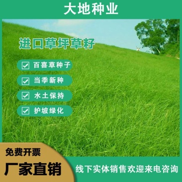 百喜草种子道路护坡水土保持草籽公路堤坝绿化草坪