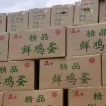 河北馆陶鲜鸡蛋