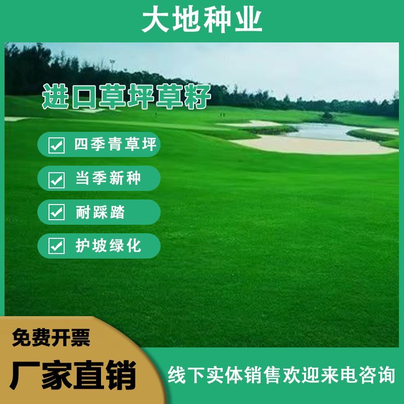 （实力供货）草坪种子各种规格园林绿化种子易成活量大优惠