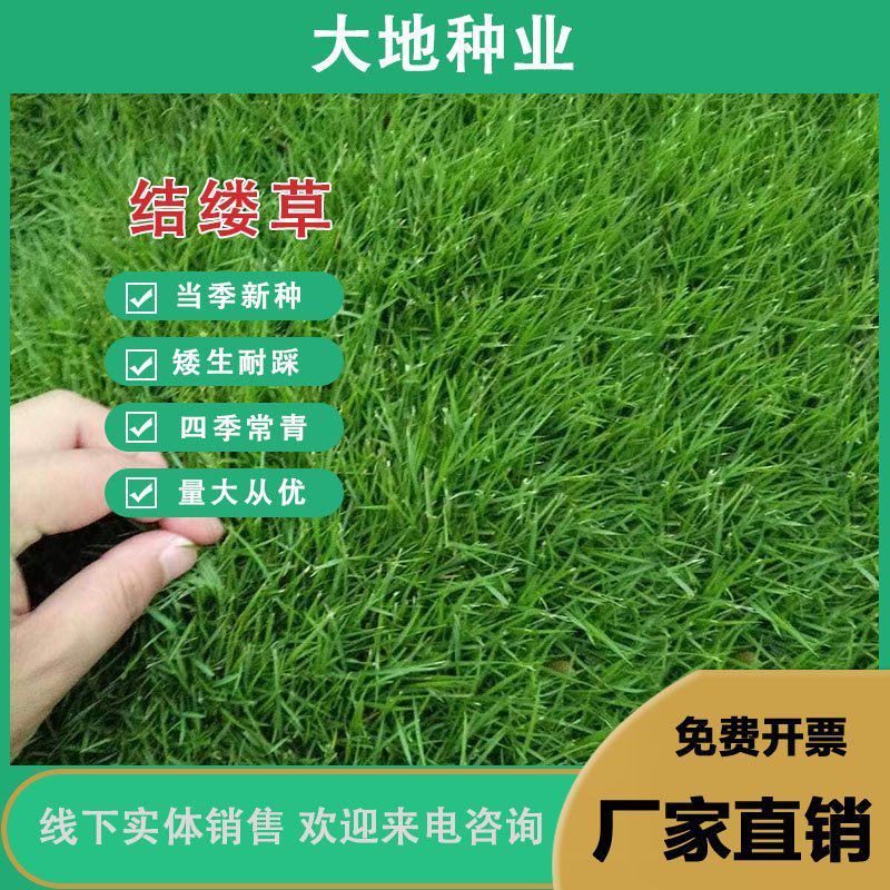 结缕草种子，日本结缕草中华结缕草细叶优质草坪种子