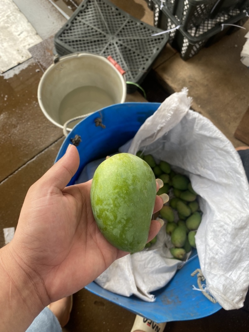 湛江芒果、台芒、货源充足、一手货源量大质优