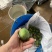 湛江芒果、台芒、货源充足、一手货源量大质优