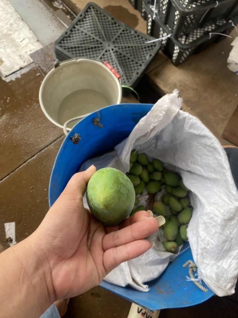湛江芒果、台芒、货源充足、一手货源量大质优