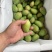 湛江芒果、台芒、货源充足、一手货源量大质优