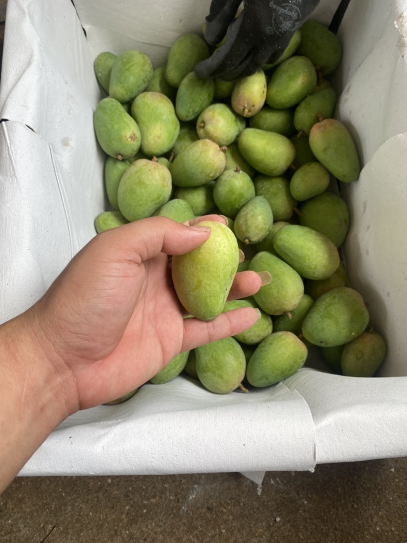 湛江芒果、台芒、货源充足、一手货源量大质优