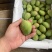 湛江芒果、台芒、货源充足、一手货源量大质优