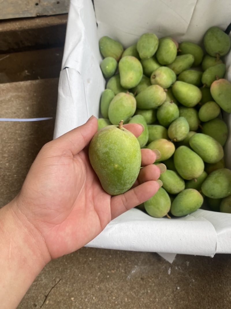 湛江芒果、台芒、货源充足、一手货源量大质优