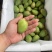 湛江芒果、台芒、货源充足、一手货源量大质优