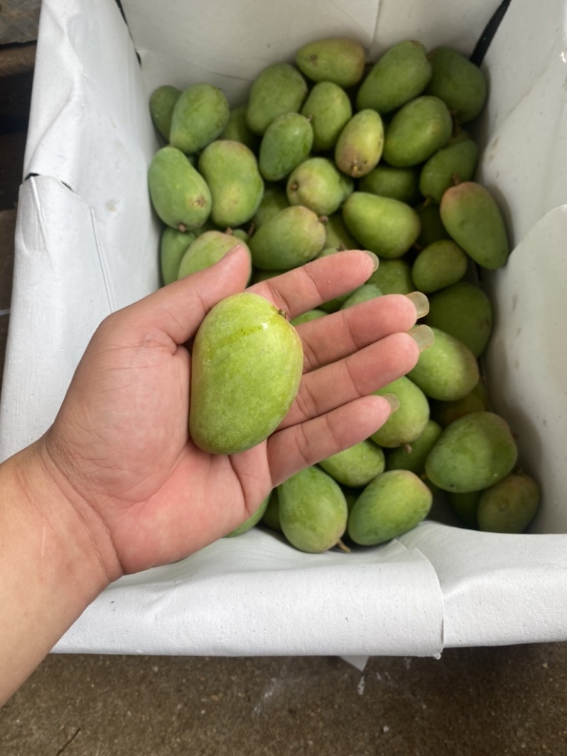 湛江芒果、台芒、货源充足、一手货源量大质优