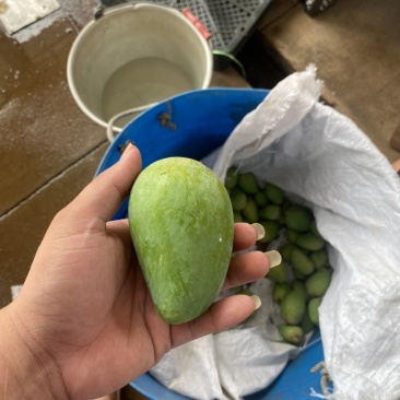 湛江芒果、台芒、货源充足、一手货源量大质优