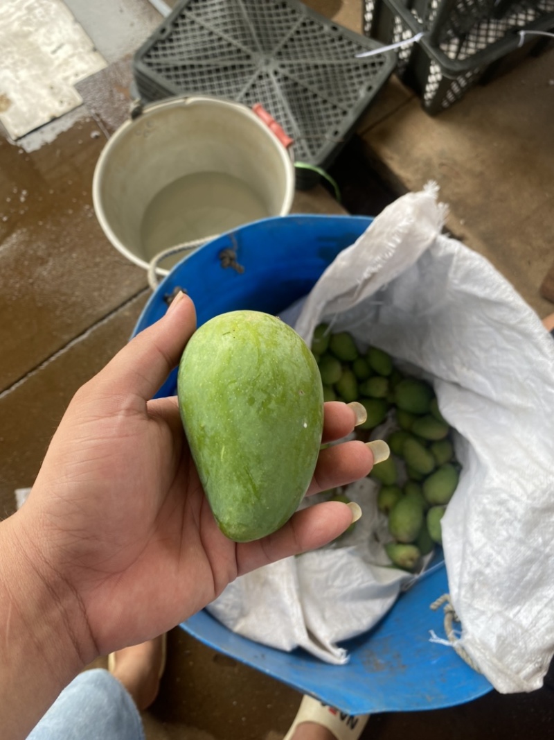 湛江芒果、台芒、货源充足、一手货源量大质优