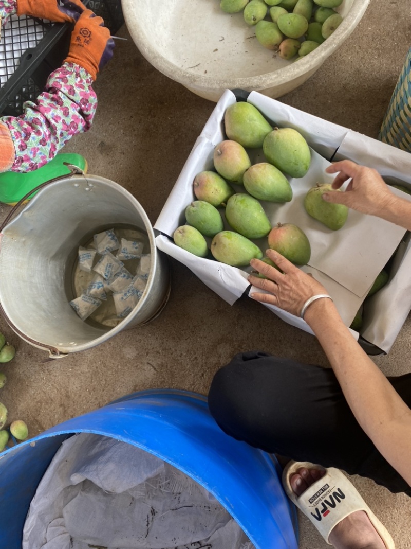 湛江芒果、台芒、货源充足、一手货源量大质优