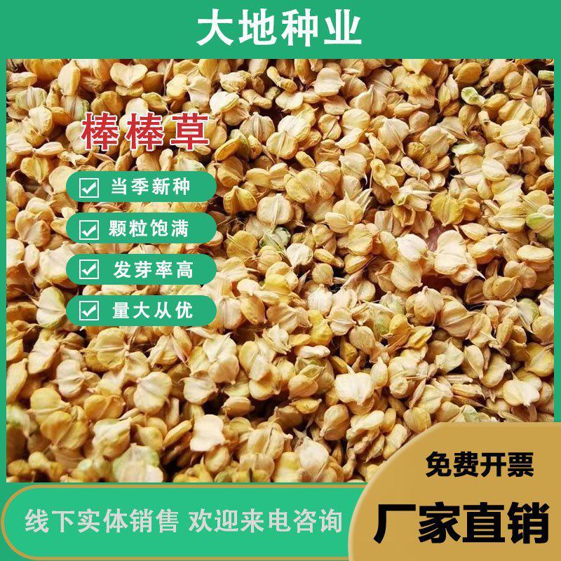 棒棒草，小龙虾养殖水草苦梗草菵草水粺籽耐寒低温挺水水草种