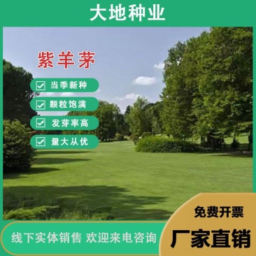 紫羊茅种子紫羊茅草种草籽紫羊毛种子四季常青护坡紫羊茅草坪