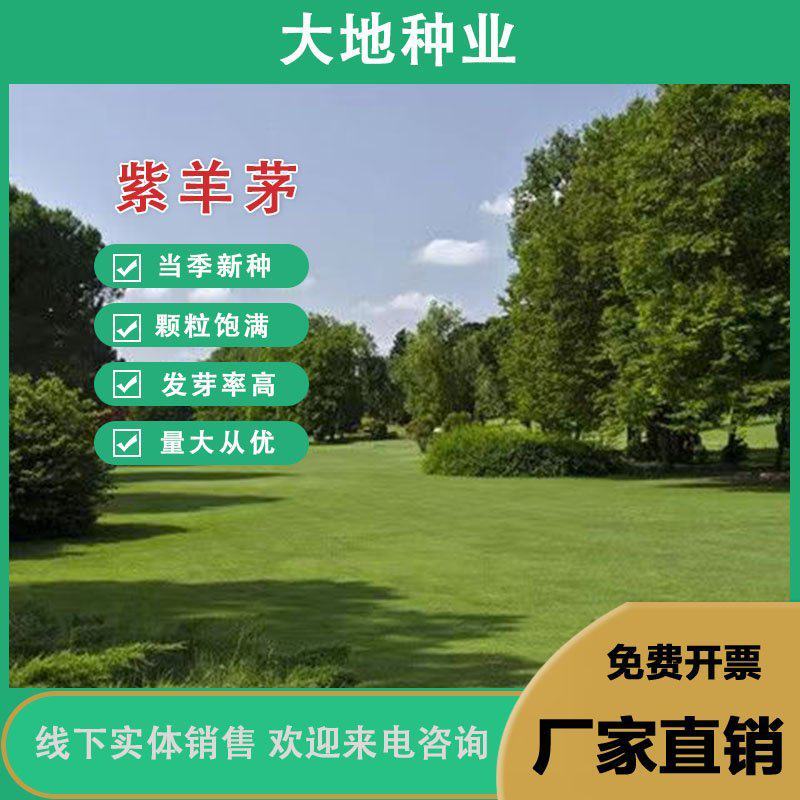 紫羊茅种子紫羊茅草种草籽紫羊毛种子四季常青护坡紫羊茅草坪