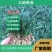 麦冬草种子，玉龙草种子，多年生宽叶矮化金边麦冬草籽批发