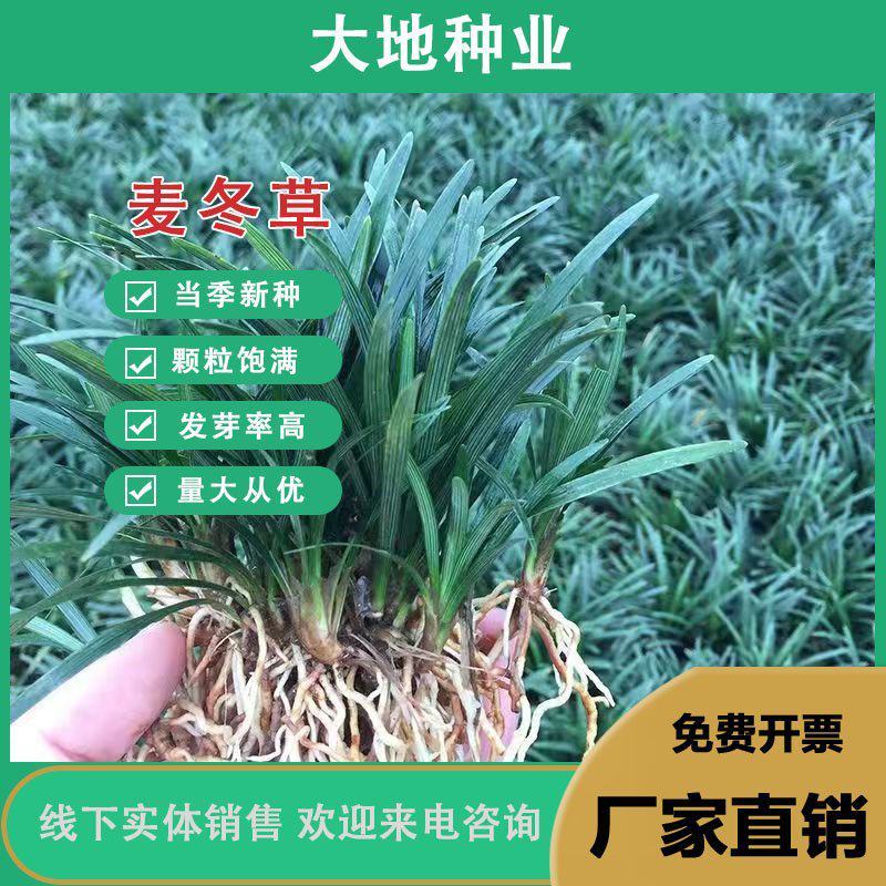 麦冬草种子，玉龙草种子，多年生宽叶矮化金边麦冬草籽批发