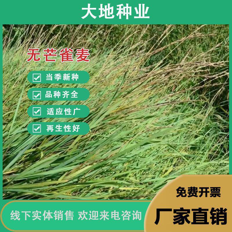 无芒雀麦种子多年生耐寒草畜禽牧草籽猪牛羊驴鸡鹅