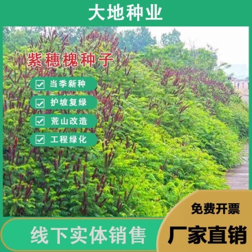 紫穗槐种子，灌刺槐猪屎豆银合欢种子绿化护坡固土草种子批发