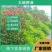 紫穗槐种子，灌刺槐猪屎豆银合欢种子绿化护坡固土草种子批发