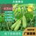 猪屎豆种子，多年生草本植物耐寒耐旱灌木花期长园林绿化苗木