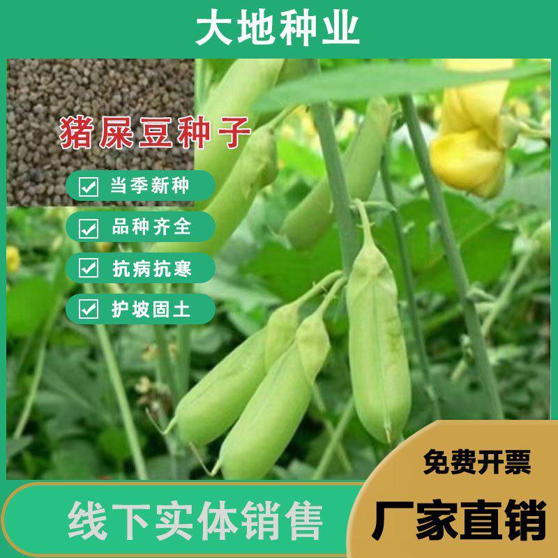 猪屎豆种子，多年生草本植物耐寒耐旱灌木花期长园林绿化苗木