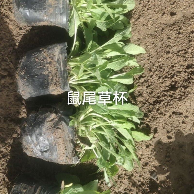 鼠尾草杯苗，裸根都有