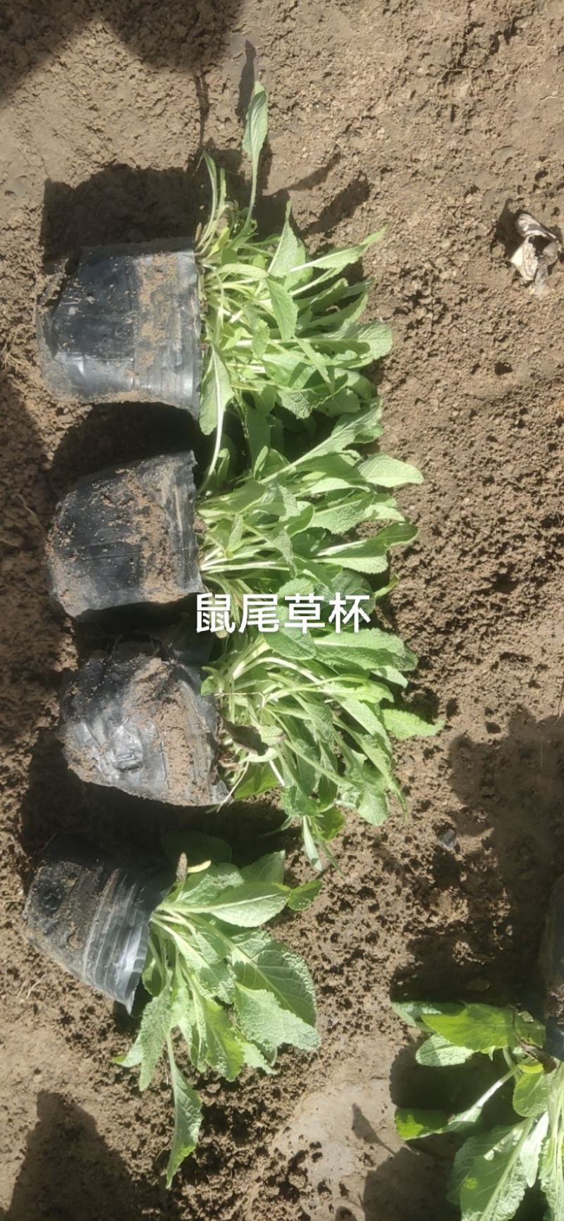 鼠尾草杯苗，裸根都有