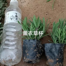 薰衣草杯