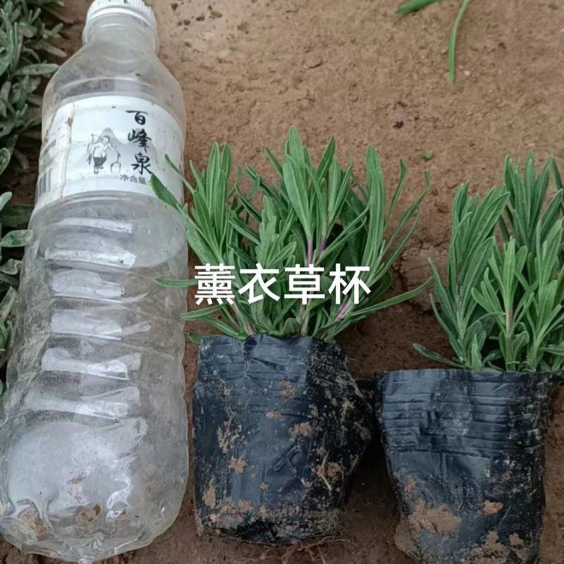 薰衣草杯
