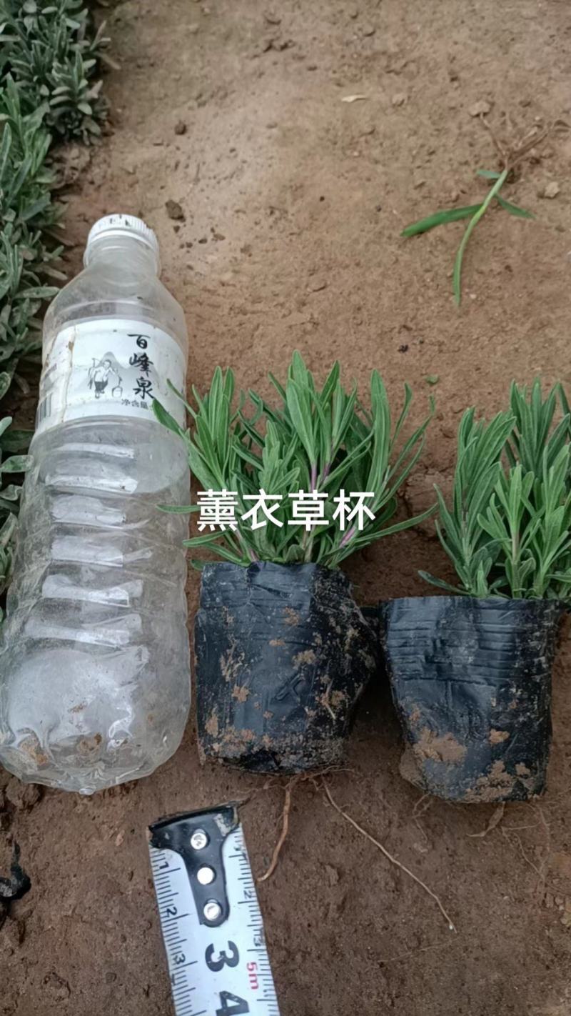 薰衣草杯