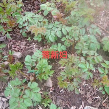 络新妇裸根苗