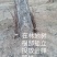群鸣金蝉卵枝种苗.知了猴卵枝种苗爬叉卵枝种苗