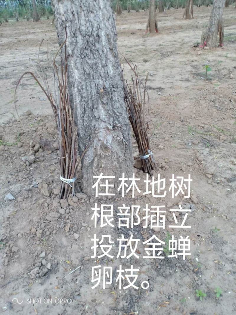 群鸣金蝉卵枝种苗.知了猴卵枝种苗爬叉卵枝种苗