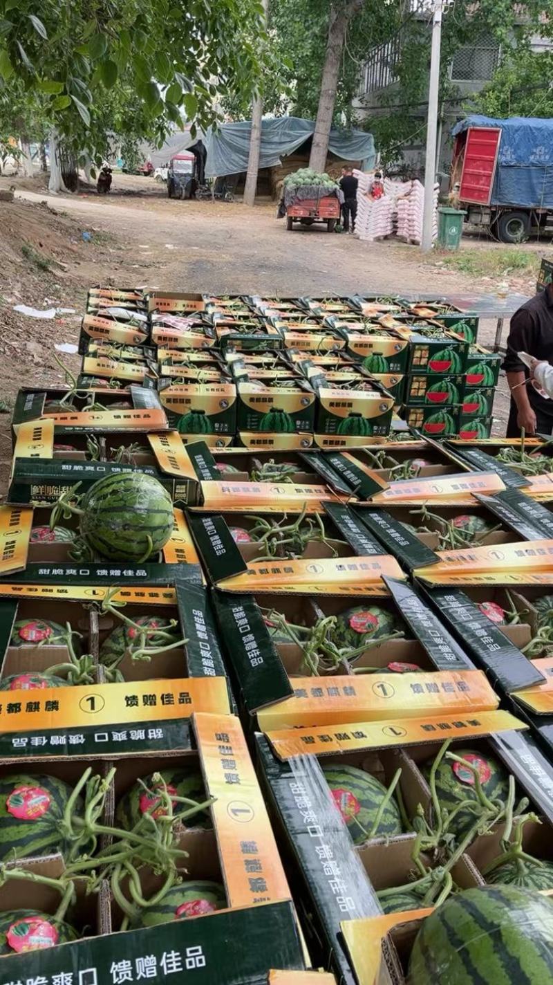 精品优质无籽美都西瓜6斤打底9成熟1茬，供市场超市
