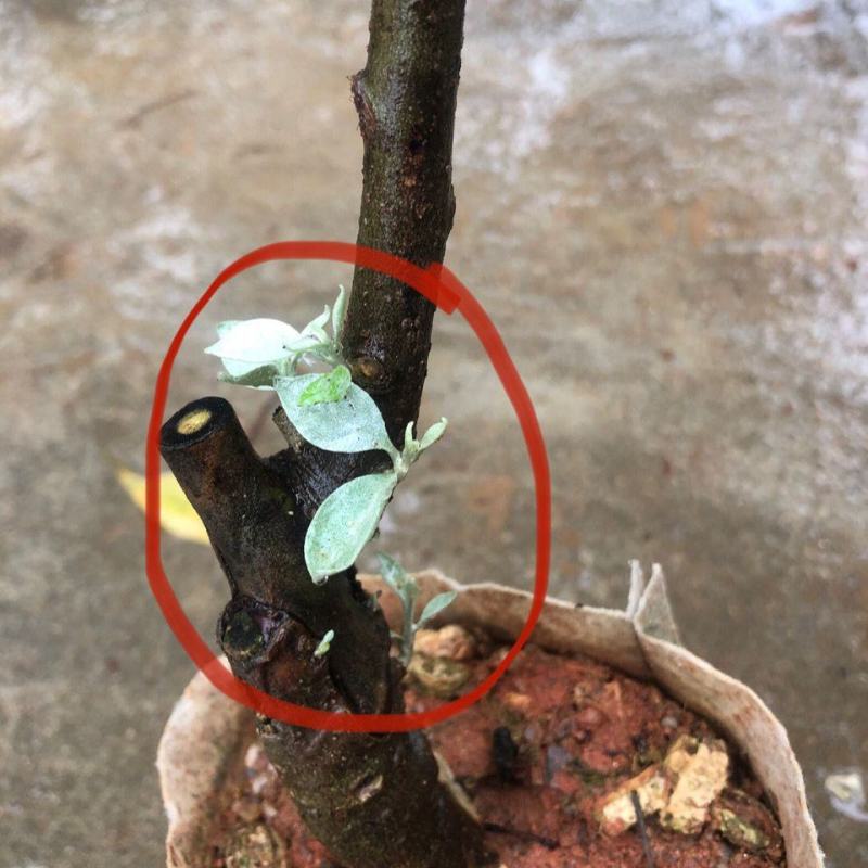 羊奶果德甜二号新品纯甜特大果树耐寒叶云南羊奶果果树苗南方