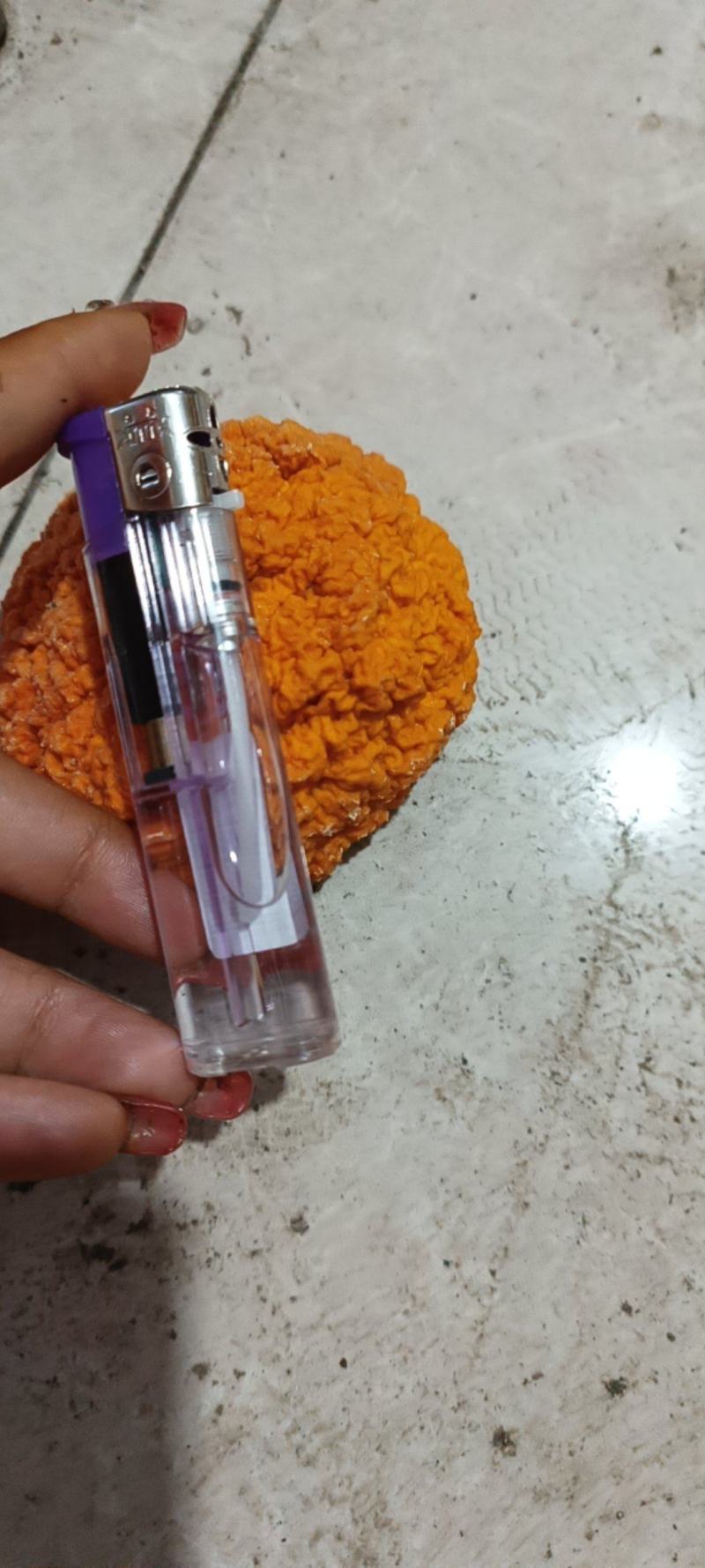 金耳菌