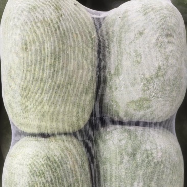 精品冬瓜