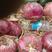 河南商丘产区大量供应优质紫皮洋葱，二红洋葱，