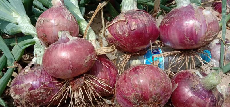 河南商丘产区大量供应优质紫皮洋葱，二红洋葱，