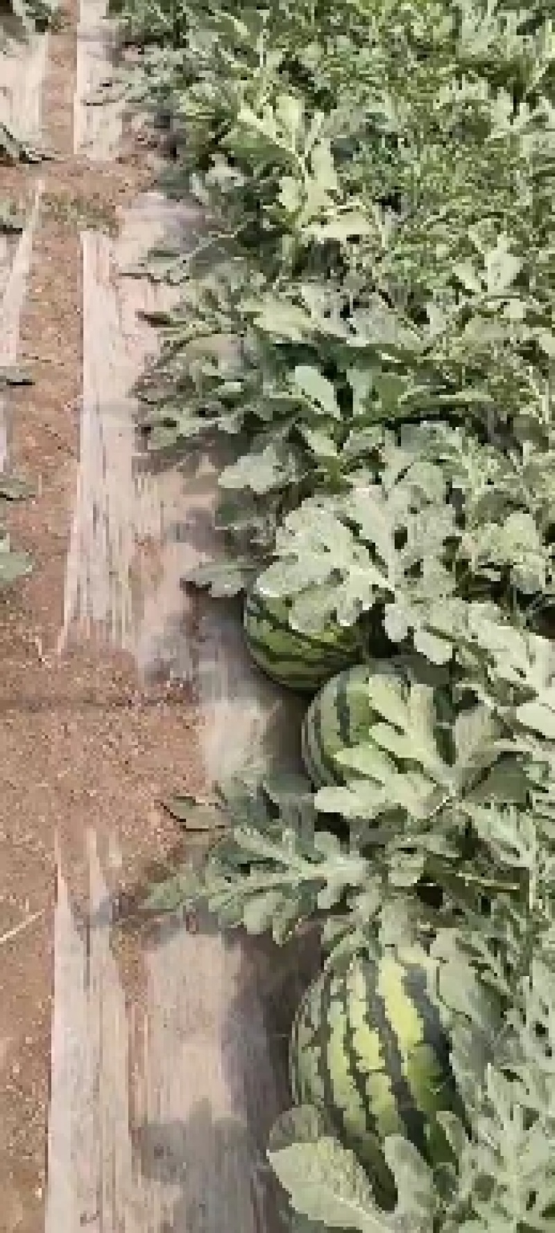 密瞳