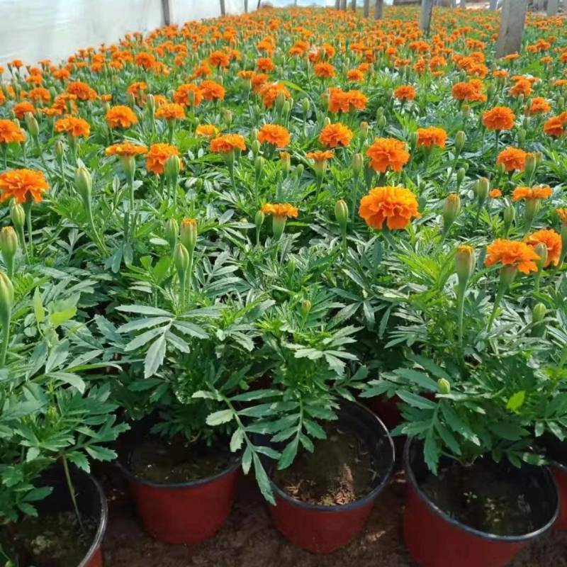 【大量供应】孔雀草孔雀草杯苗花卉植物电话咨询更优惠
