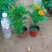 【大量供应】孔雀草孔雀草杯苗花卉植物电话咨询更优惠
