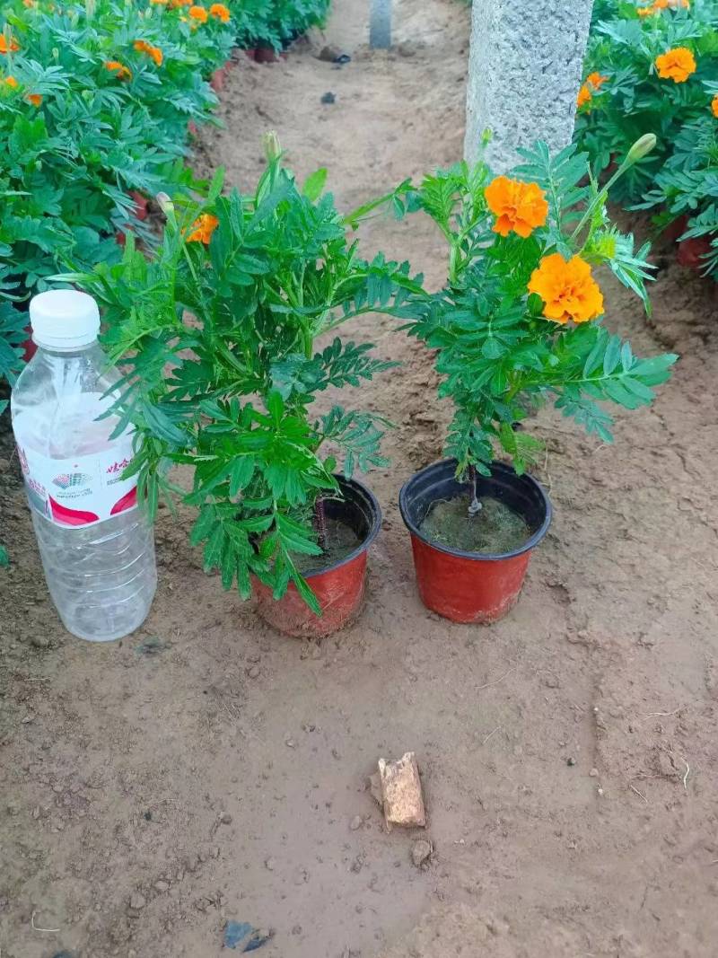 【大量供应】孔雀草孔雀草杯苗花卉植物电话咨询更优惠