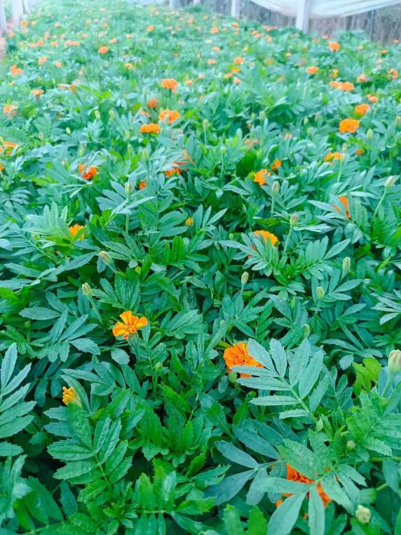 【大量供应】孔雀草孔雀草杯苗花卉植物电话咨询更优惠