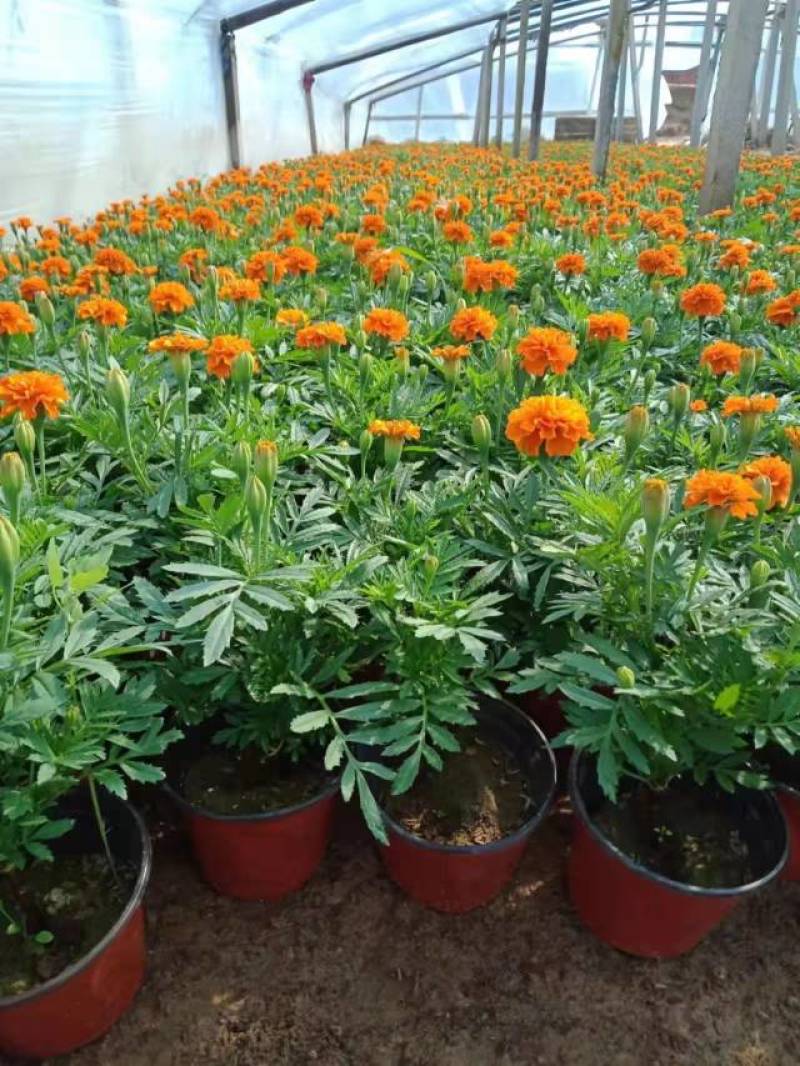【大量供应】孔雀草孔雀草杯苗花卉植物电话咨询更优惠