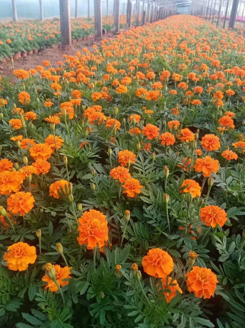 【大量供应】孔雀草孔雀草杯苗花卉植物电话咨询更优惠