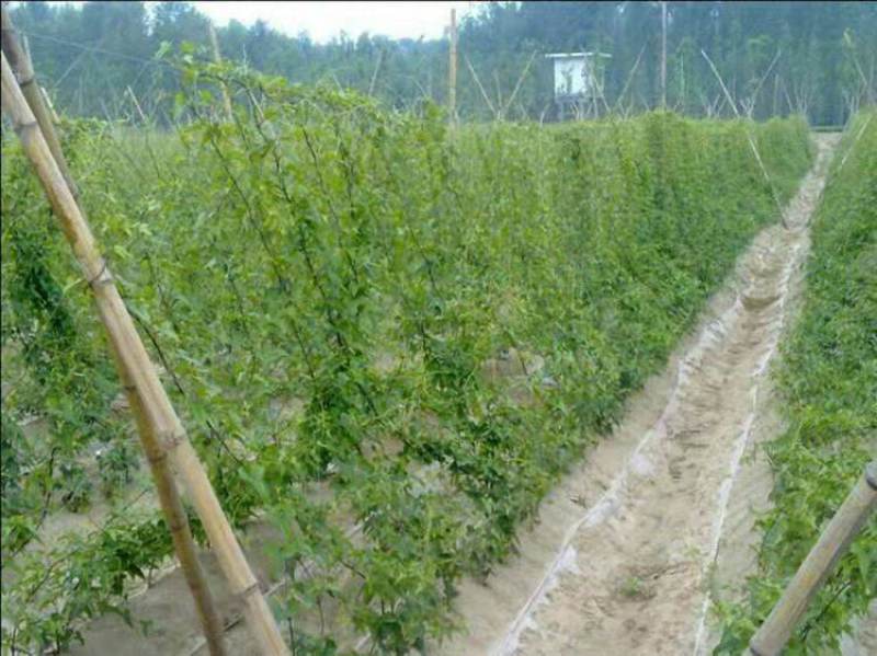 农用植物爬藤网山药豆角丝瓜吊瓜苦瓜黄瓜百香果用植物攀爬网